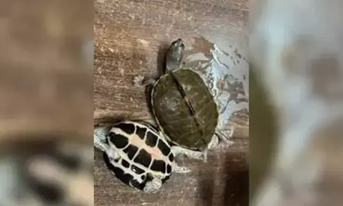 തീവണ്ടിയുടെ എസി ഫസ്റ്റ് ക്ലാസ് കോച്ചില്‍ ആമക്കടത്ത്; 311 അപൂര്‍വ്വയിനം ആമകളുമായി അറ്റന്‍ഡന്റ് പിടിയില്‍