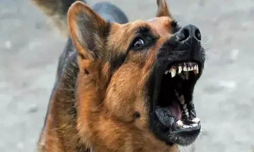 എട്ടുപേരെ കടിച്ച തെരുവ് നായക്ക് പേ വിഷ ബാധ സ്ഥിരീകരിച്ചു; നാട്ടുകാര്‍ നായയെ തല്ലിക്കൊന്നു