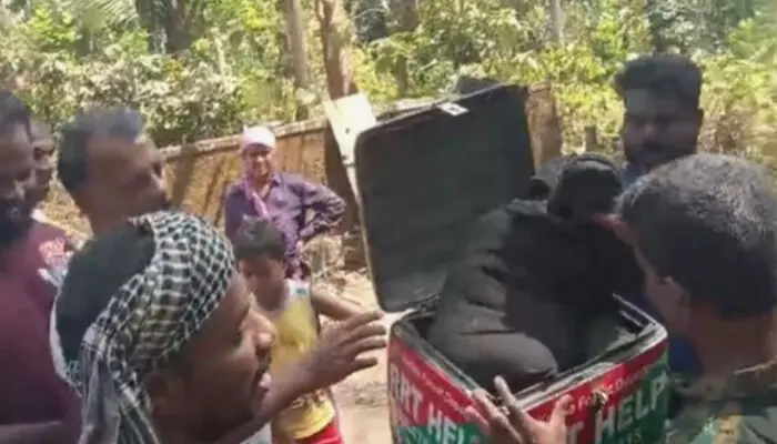 പെട്ടെന്ന് കണ്ടപ്പോൾ വലിയൊരു തടിക്കഷ്ണം കിടക്കുന്നത് പോലെ; പറമ്പിൽ ഇളനീര് വെട്ടാനെത്തിയ യുവാക്കൾക്ക് തോന്നിയ സംശയം; പിടികൂടിയത് രണ്ട് മലമ്പാമ്പുകളെ പെട്ടെന്ന് കണ്ടപ്പോൾ വലിയൊരു തടിക്കഷ്ണം കിടക്കുന്നത് പോലെ; പറമ്പിൽ ഇളനീര് വെട്ടാനെത്തിയ യുവാക്കൾക്ക് തോന്നിയ സംശയം; പിടികൂടിയത് രണ്ട് മലമ്പാമ്പുകളെ