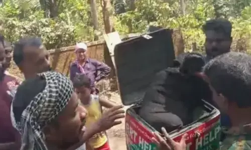 പെട്ടെന്ന് കണ്ടപ്പോൾ വലിയൊരു തടിക്കഷ്ണം കിടക്കുന്നത് പോലെ; പറമ്പിൽ ഇളനീര് വെട്ടാനെത്തിയ യുവാക്കൾക്ക് തോന്നിയ സംശയം; പിടികൂടിയത് രണ്ട് മലമ്പാമ്പുകളെ