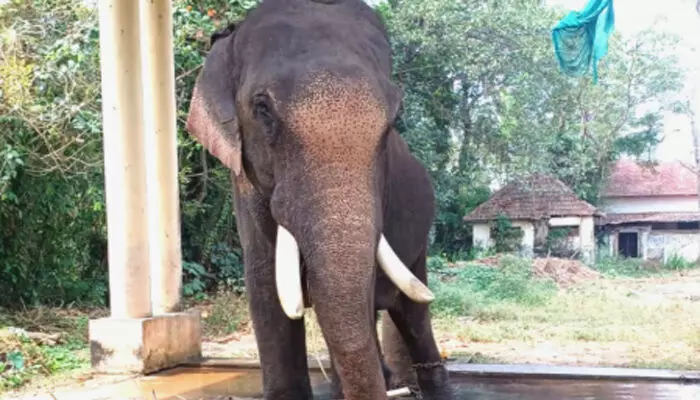 ഇവനെ കാണുമ്പോൾ പാപ്പാന്മാർക്ക് പോലും പേടി; ചങ്ങലയിൽ തളച്ചിട്ടിട്ട് മാസങ്ങളായി; ഹരിപ്പാട് ക്ഷേത്രത്തിലെ ആന സ്കന്ദനെ ആനത്തറിയിലേക്ക് മാറ്റി ഇവനെ കാണുമ്പോൾ പാപ്പാന്മാർക്ക് പോലും പേടി; ചങ്ങലയിൽ തളച്ചിട്ടിട്ട് മാസങ്ങളായി; ഹരിപ്പാട് ക്ഷേത്രത്തിലെ ആന സ്കന്ദനെ ആനത്തറിയിലേക്ക് മാറ്റി