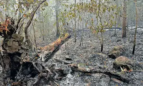 കോട്ടമണ്‍പാറ വനത്തില്‍ പടര്‍ന്ന കാട്ടുതീ വ്യാപകമായി; ഉള്‍ക്കാട്ടില്‍ വന്‍ മരങ്ങള്‍ കടപുഴകി വീഴുന്നു: കാടിറങ്ങി മൃഗങ്ങള്‍
