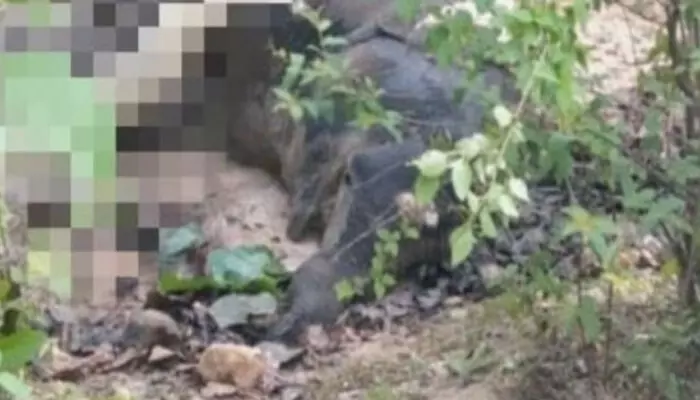 ആർക്കും കണ്ടുനിൽക്കാൻ പറ്റാത്ത അവസ്ഥയിൽ ആനയുടെ ജഡം; മുറിച്ച് കഷ്ണങ്ങളാക്കി സ്ഥലം മാറ്റി കുഴിച്ചിട്ടു; ഡിഎഫ്ഒയ്ക്ക് കാരണം കാണിക്കൽ നോട്ടീസ് ആർക്കും കണ്ടുനിൽക്കാൻ പറ്റാത്ത അവസ്ഥയിൽ ആനയുടെ ജഡം; മുറിച്ച് കഷ്ണങ്ങളാക്കി സ്ഥലം മാറ്റി കുഴിച്ചിട്ടു; ഡിഎഫ്ഒയ്ക്ക് കാരണം കാണിക്കൽ നോട്ടീസ്