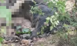 ആർക്കും കണ്ടുനിൽക്കാൻ പറ്റാത്ത അവസ്ഥയിൽ ആനയുടെ ജഡം; മുറിച്ച് കഷ്ണങ്ങളാക്കി സ്ഥലം മാറ്റി കുഴിച്ചിട്ടു; ഡിഎഫ്ഒയ്ക്ക് കാരണം കാണിക്കൽ നോട്ടീസ്