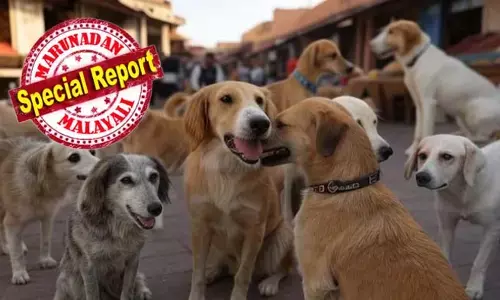 ലോകകപ്പിന് നഗരം ഒരുക്കാന്‍ 30 ലക്ഷം തെരുവുനായ്ക്കളെ കൊന്നൊടുക്കുന്നു; മൊറോക്കോയില്‍ നടക്കുന്നത് സമാനതകളില്ലാത്ത ക്രൂരതയെന്ന് മൃഗസ്‌നേഹികള്‍; ഫിഫയ്ക്ക് പരാതി നല്‍കി സംഘടനകള്‍; ആതിഥേയത്വം പിന്‍വലിക്കണമെന്ന് ആവശ്യം