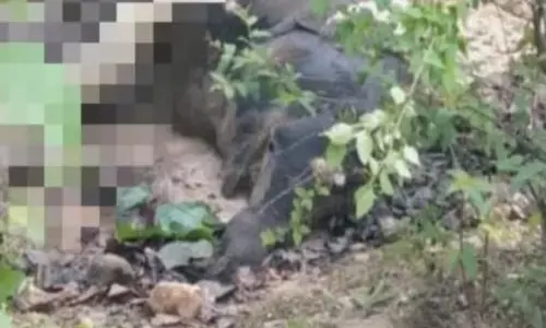 ആർക്കും കണ്ടുനിൽക്കാൻ പറ്റാത്ത അവസ്ഥയിൽ ആനയുടെ ജഡം; മുറിച്ച് കഷ്ണങ്ങളാക്കി സ്ഥലം മാറ്റി കുഴിച്ചിട്ടു; ഡിഎഫ്ഒയ്ക്ക് കാരണം കാണിക്കൽ നോട്ടീസ്