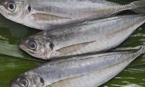 മാര്‍ക്കറ്റില്‍നിന്ന് വാങ്ങിയ പാര മീന്‍ കഴിച്ചു; മൂന്ന് പേര്‍ക്ക് ഛര്‍ദ്ദിയും വയറിളക്കവും; ആശുപത്രിയില്‍