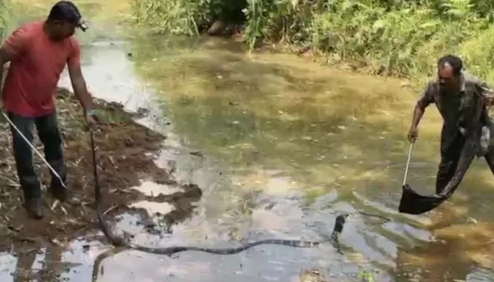 റബർതോട്ടത്തിൽ ഒരു അസാധാരണ അനക്കം; പരിശോധനയിൽ നെഞ്ചിടിപ്പിക്കുന്ന കാഴ്ച; കോതമംഗലത്ത് കൂറ്റൻ രാജവെമ്പാലയെ അതിസാഹസികമായി പിടികൂടി റബർതോട്ടത്തിൽ ഒരു അസാധാരണ അനക്കം; പരിശോധനയിൽ നെഞ്ചിടിപ്പിക്കുന്ന കാഴ്ച; കോതമംഗലത്ത് കൂറ്റൻ രാജവെമ്പാലയെ അതിസാഹസികമായി പിടികൂടി