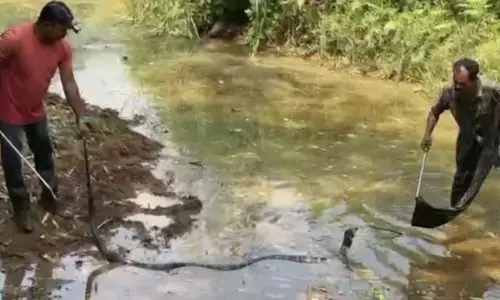 റബർതോട്ടത്തിൽ ഒരു അസാധാരണ അനക്കം; പരിശോധനയിൽ നെഞ്ചിടിപ്പിക്കുന്ന കാഴ്ച; കോതമംഗലത്ത് കൂറ്റൻ രാജവെമ്പാലയെ അതിസാഹസികമായി പിടികൂടി