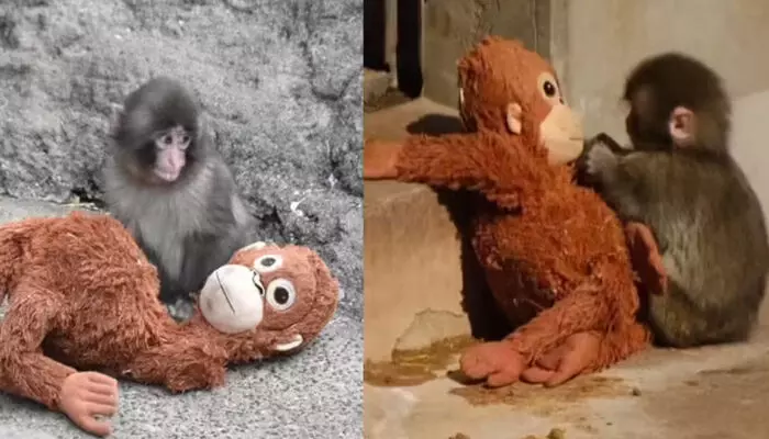 നൊന്ത് പ്രസവിച്ച അമ്മ വരെ അവനെ വേണ്ടെന്ന് പറഞ്ഞു; മറ്റുള്ളവരും അകറ്റിനിർത്തിയതോടെ തീർത്തും ഒറ്റപ്പെട്ടു; പിന്നാലെ കുരങ്ങൻ കുഞ്ഞിന് കൂട്ടായത് ഒരു പാവ നൊന്ത് പ്രസവിച്ച അമ്മ വരെ അവനെ വേണ്ടെന്ന് പറഞ്ഞു; മറ്റുള്ളവരും അകറ്റിനിർത്തിയതോടെ തീർത്തും ഒറ്റപ്പെട്ടു; പിന്നാലെ കുരങ്ങൻ കുഞ്ഞിന് കൂട്ടായത് ഒരു പാവ