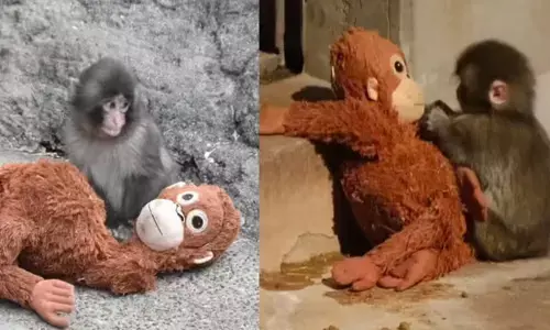 നൊന്ത് പ്രസവിച്ച അമ്മ വരെ അവനെ വേണ്ടെന്ന് പറഞ്ഞു; മറ്റുള്ളവരും അകറ്റിനിർത്തിയതോടെ തീർത്തും ഒറ്റപ്പെട്ടു; പിന്നാലെ കുരങ്ങൻ കുഞ്ഞിന് കൂട്ടായത് ഒരു പാവ