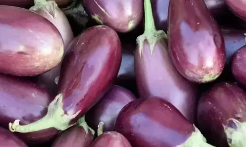 വഴുതനങ്ങയെ കണ്ടാൽ മുഖം തിരിക്കല്ലേ..; അടങ്ങിയിരിക്കുന്നത് നിരവധി പോഷകഗുണങ്ങൾ; അറിയാം ഈ ആരോ​ഗ്യ​ഗുണങ്ങൾ