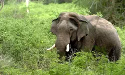 കോതമംഗലത്ത് വളര്‍ത്തു പോത്തിനെ കാട്ടാന കുത്തിക്കൊന്നു