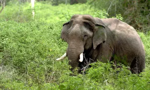 കോതമംഗലത്ത് വളര്‍ത്തു പോത്തിനെ കാട്ടാന കുത്തിക്കൊന്നു