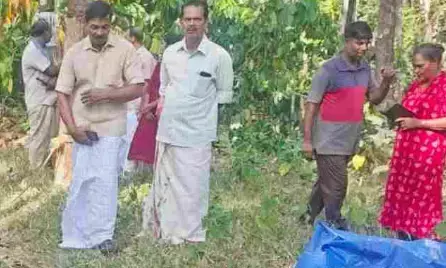 കോതമംഗലത്ത് കാട്ടാന: കെട്ടിയിട്ടിരുന്ന വളര്‍ത്തുപോത്തിനെ ചവിട്ടിക്കൊന്നു