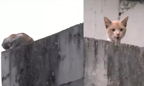 ഓപ്പറേഷൻ മ്യാവു താത്കാലികമായി നിർത്തിവെച്ചു; കനത്ത ഗതാഗതക്കുരുക്കും പ്രായോഗിക തടസ്സങ്ങളും വില്ലനായി; മെട്രോ സർവീസ് പുനരാരംഭിച്ചു; രക്ഷാദൗത്യം ഇന്ന് രാത്രി പുനരാരംഭിക്കുമെന്ന് അധികൃതർ