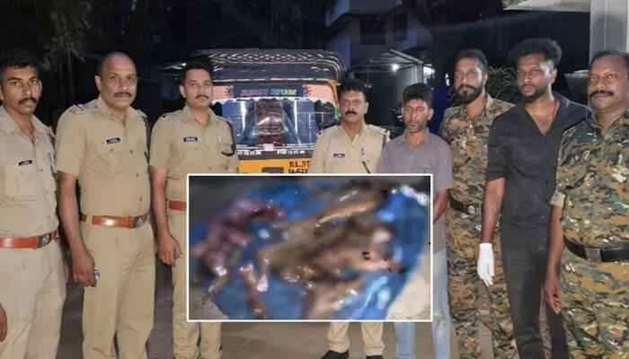 പുതുപ്പാടിയിൽ അർധരാത്രി വൻ വേട്ട; കലമാൻ ഇറച്ചിയുമായി യുവാവ് പിടിയിൽ; തോക്കുകളുമായി മൂന്നുപേർ കടന്നുകളഞ്ഞു; വനപാലകർ വലവിരിച്ചത് രഹസ്യവിവരത്തെത്തുടർന്ന് പുതുപ്പാടിയിൽ അർധരാത്രി വൻ വേട്ട; കലമാൻ ഇറച്ചിയുമായി യുവാവ് പിടിയിൽ; തോക്കുകളുമായി മൂന്നുപേർ കടന്നുകളഞ്ഞു; വനപാലകർ വലവിരിച്ചത് രഹസ്യവിവരത്തെത്തുടർന്ന്