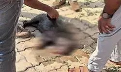 നായകളെ കണ്ട് പേടിച്ചോടിയ മുള്ളൻപന്നി; നേരെ ഓടിക്കയറിയത് എൻജിനിയറിംഗ് കോളേജിൽ; രക്ഷിക്കാൻ ശ്രമിക്കുന്നതിനിടെ നാലാം നിലയിൽ നിന്ന് ചാടിയതോടെ ദാരുണാന്ത്യം നായകളെ കണ്ട് പേടിച്ചോടിയ മുള്ളൻപന്നി; നേരെ ഓടിക്കയറിയത് എൻജിനിയറിംഗ് കോളേജിൽ; രക്ഷിക്കാൻ ശ്രമിക്കുന്നതിനിടെ നാലാം നിലയിൽ നിന്ന് ചാടിയതോടെ ദാരുണാന്ത്യം