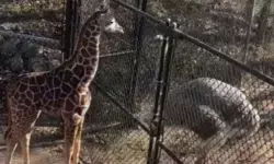 ഇവനെ..എവിടെയോ കണ്ട പരിചയമുണ്ടല്ലോ..!! സോഷ്യൽ മീഡിയയിൽ വൈറലായി കുട്ടി ജിറാഫിന്റെയും കുഞ്ഞ് ഒട്ടക പക്ഷിയുടെയും ആദ്യ കൂടിക്കാഴ്ച; ചിരിപ്പടർത്തി ആ നോട്ടം ഇവനെ..എവിടെയോ കണ്ട പരിചയമുണ്ടല്ലോ..!! സോഷ്യൽ മീഡിയയിൽ വൈറലായി കുട്ടി ജിറാഫിന്റെയും കുഞ്ഞ് ഒട്ടക പക്ഷിയുടെയും ആദ്യ കൂടിക്കാഴ്ച; ചിരിപ്പടർത്തി ആ നോട്ടം