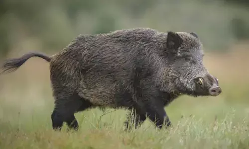വീടിനുള്ളില് കളിച്ചുകൊണ്ടിരുന്ന ഒന്പതു വയസ്സുകാരിയെ കാട്ടുപന്നി ആക്രമിച്ചു വീടിനുള്ളില് കളിച്ചുകൊണ്ടിരുന്ന ഒന്പതു വയസ്സുകാരിയെ കാട്ടുപന്നി ആക്രമിച്ചു