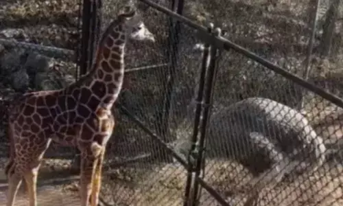 ഇവനെ..എവിടെയോ കണ്ട പരിചയമുണ്ടല്ലോ..!! സോഷ്യൽ മീഡിയയിൽ വൈറലായി കുട്ടി ജിറാഫിന്‍റെയും കുഞ്ഞ് ഒട്ടക പക്ഷിയുടെയും ആദ്യ കൂടിക്കാഴ്ച; ചിരിപ്പടർത്തി ആ നോട്ടം