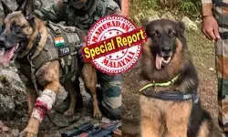 കാലിൽ വെടി കൊണ്ടിട്ടും തീവ്രവാദികളുടെ മുന്നിൽ മുട്ടുമടക്കാതെ കരുത്തനായ ടൈസൺ; അണ്ടർ കവർ ഏജന്റിനെ പോലെ മണത്ത് പിടിച്ച് അവന്മാരുടെ ഒളിത്താവളം ലക്ഷ്യമാക്കി നുഴഞ്ഞുകയറിയതും വെടി പൊട്ടുന്ന ശബ്ദം; പരിക്കേറ്റിട്ടും ഇന്ത്യൻ സേനയോടൊപ്പം പോരാടിയ കൊച്ചുമിടുക്കൻ; ഇന്നലെ കിഷ്ത്വാർ ഓപ്പറേഷനിൽ താരമായത് വെറുമൊരു മിണ്ടാപ്രാണി