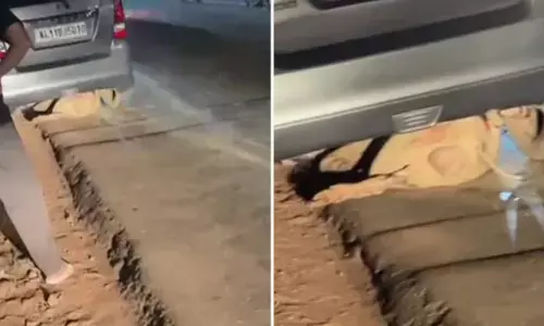 കാറിന്റെ അടിയിൽ കാട്ടുപന്നി കുടുങ്ങി; പുറത്തിറങ്ങാൻ പറ്റാതെ മണിക്കൂറുകൾ പെട്ട അവസ്ഥയിൽ കുടുംബം; ഒടുവിൽ രക്ഷപ്പെട്ടത് ഇങ്ങനെ