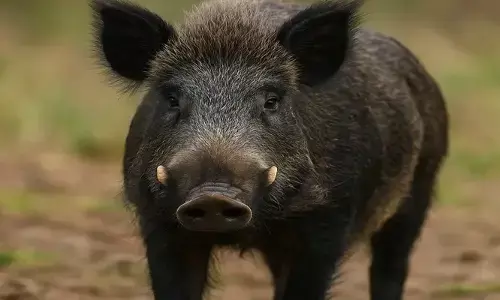 പരിപാടി നടക്കുന്ന സദസ്സിലേക്ക് ഓടിക്കയറിയത് ക്ഷണിക്കാതെ എത്തിയ ഒരു അതിഥി; കാട്ടുപന്നിയുടെ പാഞ്ഞോട്ടത്തിൽ മൂന്നുപേർക്ക് പരിക്ക്; സംഭവം കാസർകോട്