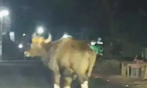 പ്രദേശത്ത് കാട്ടുപന്നിയുടെ ശല്യം തുടരുന്നതിനിടെ ദേ..അടുത്ത അതിഥി; എന്ത് ചെയ്യണമെന്നറിയാതെ വലഞ്ഞ് നാട്ടുകാർ; പരിശോധനയുമായി വനം വകുപ്പ്