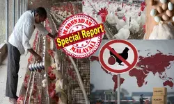 കേരളത്തിലെ പക്ഷിപ്പനി വ്യാപനം കണ്ട് അറബികൾക്ക് പരിഭ്രാന്തി; ഇനിമുതൽ മരുഭൂമി നാട്ടുകാർക്ക് നമ്മുടെ ഇന്ത്യയിൽ നിന്നുള്ള കോഴിയിറച്ചിയും മുട്ടയും വേണ്ടെന്ന്!! സൗദിയിൽ സമ്പൂർണ്ണ നിരോധനം ഏർപ്പെടുത്തി; ലിസ്റ്റിൽ ഇനിയും രാജ്യങ്ങൾ; എസ്എഫ്ഡിഎ യുടെ നിരീക്ഷണങ്ങൾ ഇങ്ങനെ