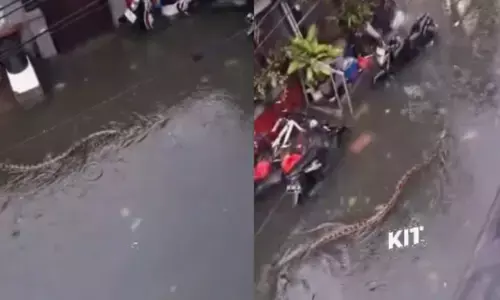 പ്രദേശത്ത് മുഴുവൻ ശക്തമായ മഴ; പെട്ടെന്ന് ഭീതിപ്പെടുത്തുന്ന കാഴ്ച; വെള്ളക്കെട്ടിലൂടെ ഒഴുകിനീങ്ങുന്ന കൂറ്റൻ മലമ്പാമ്പുകൾ; സംഭവം ബാലിയിൽ