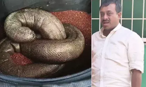 ഇരുതലമൂരിയെ 50 ലക്ഷം രൂപയ്ക്ക വില്‍ക്കാന്‍ ശ്രമം; ആവശ്യക്കാരെന്ന വ്യാജേന എത്തി തട്ടിപ്പു സംഘത്തെ കുടുക്കി വനംവകുപ്പ് അധികൃതര്‍:  ഏഴംഗ സംഘം പിടിയില്‍