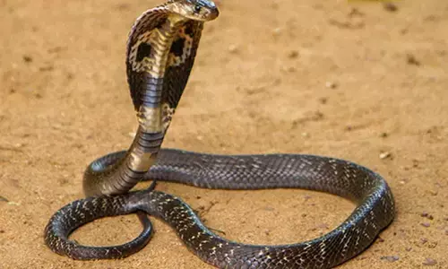 വളര്‍ത്തുനായയുടെ കുരകേട്ട് എഴുന്നേറ്റു; പുറത്തേക്കിറങ്ങാന്‍ തുനിയവെ വരാന്തയില്‍ രാജവെമ്പാല: ഒരു വയസ്സുകാരനെ തോളിലിട്ട് പുറത്തേക്കോടി വീട്ടമ്മ