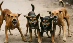 ഏഴു വയസ്സുകാരിയെ തെരുവുനായ്ക്കള്‍ കടിച്ചുകൊന്നു