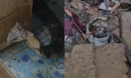 ചാക്കുകെട്ടിനടിയില്‍ ഒളിച്ചു; ശബ്ദം കേട്ട് മാറ്റിയപ്പോള്‍ കുളിമുറിയിലേക്ക്; കോരുത്തോട് വീട്ടില്‍ നിന്നും പിടികൂടിയത് കൂറ്റന്‍ രാജവെമ്പാലയെ