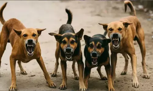 ഏഴു വയസ്സുകാരിയെ തെരുവുനായ്ക്കള്‍ കടിച്ചുകൊന്നു