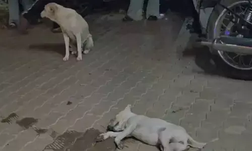 വാഹനമിടിച്ച് അനക്കമില്ലാതെ കുഞ്ഞ്; രക്ഷപ്പെടുത്താന്‍ മനുഷ്യരോട് സഹായം അഭ്യര്‍ത്ഥിച്ച് തെരുവുനായ; കൂടി നിന്നവര്‍ക്കെല്ലാം നൊമ്പരമായി ഒരു അമ്മയും കുഞ്ഞും