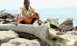 ആദ്യം കണ്ടപ്പോൾ ആനയുടെ കൊമ്പെന്ന് കരുതി; ഒന്ന് ശ്രദ്ധിച്ച് നോക്കിയവർക്ക് ഒടുവിൽ അമ്പരപ്പ്; ആലപ്പുഴയിൽ കൂറ്റൻ തിമിംഗലത്തിന്റെ വാരിയെല്ല് കരക്കടിഞ്ഞു