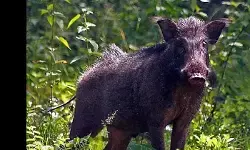 കാട്ടുപന്നികളെ വെടിവെച്ച് കൊല്ലാനുള്ള അനുമതി നീട്ടി;  ഉത്തരവ് മൂന്നു മാസത്തിലൊരിക്കല്‍ സര്‍ക്കാര്‍ തലത്തില്‍ പുനഃപരിശോധിക്കും