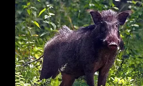 കാട്ടുപന്നികളെ വെടിവെച്ച് കൊല്ലാനുള്ള അനുമതി നീട്ടി;  ഉത്തരവ് മൂന്നു മാസത്തിലൊരിക്കല്‍ സര്‍ക്കാര്‍ തലത്തില്‍ പുനഃപരിശോധിക്കും