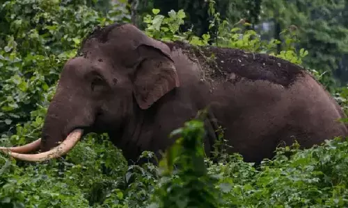 വേലി തകർത്തെത്തി; ഒരു വശത്തെ കവുങ്ങ് മുഴുവൻ മറിച്ചിട്ടു; കൃഷിയിടങ്ങളില്‍ കാട്ടാനക്കൂട്ടമിറങ്ങിയതോടെ വ്യാപക നാശനഷ്ടം; പരിഭ്രാന്തിയിൽ നാട്ടുകാർ