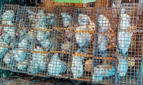 കടയിലെത്തിയവര്‍ മൂക്കുപൊക്കി; പിന്നാലെ രഹസ്യ വിവരം കൈമാറി;  ചത്ത കോഴികളെ വില്‍പനയ്ക്കായി സൂക്ഷിച്ച ചിക്കന്‍ സ്റ്റാള്‍ പൂട്ടിച്ചു