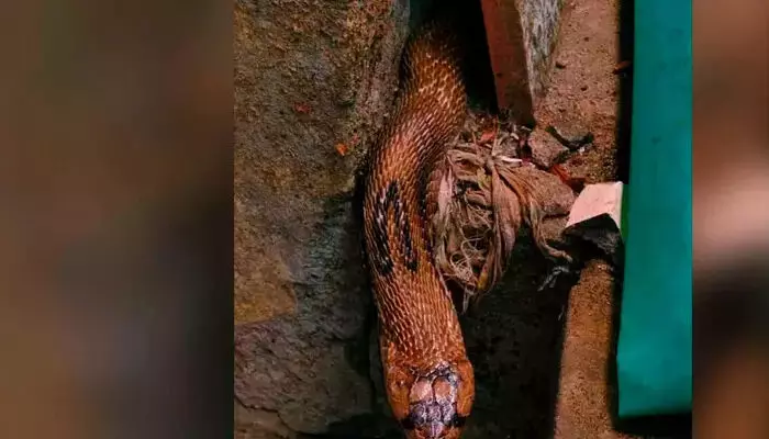 നിലമ്പൂരില് അങ്കണവാടിയുടെ അടുക്കളയില് മൂര്ഖന് പാമ്പ് നിലമ്പൂരില് അങ്കണവാടിയുടെ അടുക്കളയില് മൂര്ഖന് പാമ്പ്