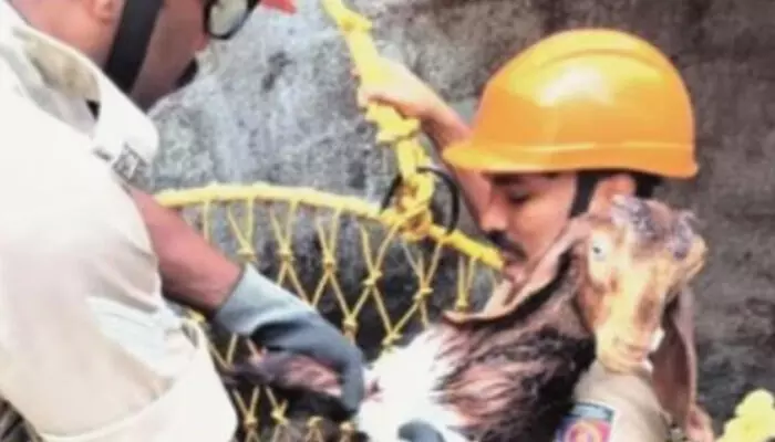 മുറ്റത്ത് കുട്ടികള്ക്കൊപ്പം കളിക്കുന്നതിനിടെ ആട്ടിന്കുട്ടി നേരെ വീണത് 35 അടിയോളം താഴ്ചയുള്ള കിണറ്റിൽ; ആ ദയനീയ കരച്ചിൽ കേട്ട് ഓടിയെത്തി അഗ്നിരക്ഷാസേന മുറ്റത്ത് കുട്ടികള്ക്കൊപ്പം കളിക്കുന്നതിനിടെ ആട്ടിന്കുട്ടി നേരെ വീണത് 35 അടിയോളം താഴ്ചയുള്ള കിണറ്റിൽ; ആ ദയനീയ കരച്ചിൽ കേട്ട് ഓടിയെത്തി അഗ്നിരക്ഷാസേന