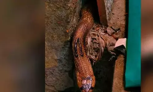 നിലമ്പൂരില്‍ അങ്കണവാടിയുടെ അടുക്കളയില്‍ മൂര്‍ഖന്‍ പാമ്പ്