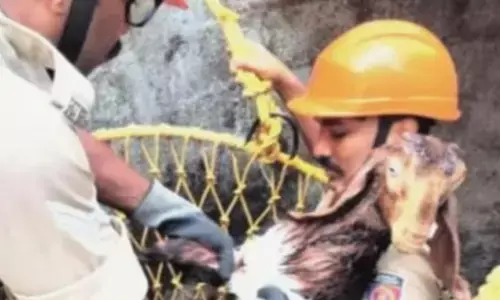 മുറ്റത്ത് കുട്ടികള്ക്കൊപ്പം കളിക്കുന്നതിനിടെ ആട്ടിന്കുട്ടി നേരെ വീണത് 35 അടിയോളം താഴ്ചയുള്ള കിണറ്റിൽ; ആ ദയനീയ കരച്ചിൽ കേട്ട് ഓടിയെത്തി അഗ്നിരക്ഷാസേന മുറ്റത്ത് കുട്ടികള്ക്കൊപ്പം കളിക്കുന്നതിനിടെ ആട്ടിന്കുട്ടി നേരെ വീണത് 35 അടിയോളം താഴ്ചയുള്ള കിണറ്റിൽ; ആ ദയനീയ കരച്ചിൽ കേട്ട് ഓടിയെത്തി അഗ്നിരക്ഷാസേന