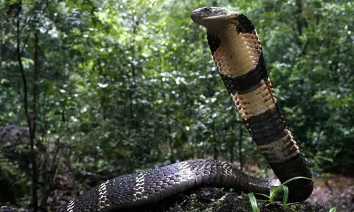 കൊടും ചൂടാണ്...സൂക്ഷിച്ചില്ലെങ്കിൽ ജീവൻ തന്നെ അപകടത്തിലാകും; രാജവെമ്പാലകളെ കൊണ്ട് പൊറുതിമുട്ടി മലപ്പുറം ജില്ലക്കാർ; വനം വകുപ്പിന്റെ ഞെട്ടിപ്പിക്കുന്ന കണക്കുകൾ പുറത്ത്
