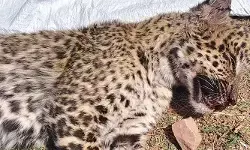 പാല്‍ വാങ്ങാന്‍ പോകവേ പുള്ളിപ്പുലിയുടെ ആക്രമണം; അടിച്ച് കൊന്ന് യുവാവ്