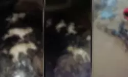 റോഡിലൊഴുകിയ ടാറില്‍ ഒന്‍പത് തെരുവുനായ്ക്കള്‍ കുടുങ്ങി, രക്ഷാപ്രവര്‍ത്തനം ദുഷ്‌കരം