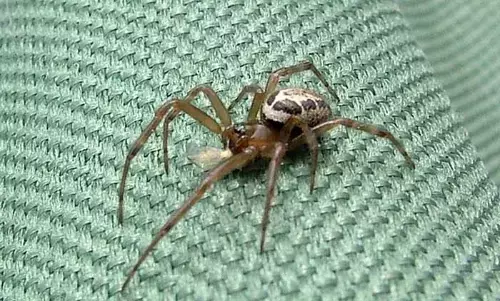 ഈ ചിലന്തിയുടെ കടിയേറ്റാല്‍ മാംസം അഴുകിപ്പോകും; ബ്രിട്ടനില്‍ ഫോള്‍സ് വിഡോ പടരുന്നു